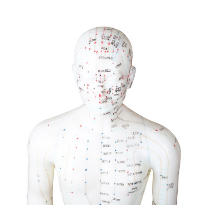 50cm Point Male Acupuncture Model ร่างกายมนุษย์ ใบรับรอง GMP