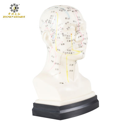 คุณภาพ  Eco Friendly 20cm Head Acupuncture Body Model Without Effusion Liquid โรงงาน