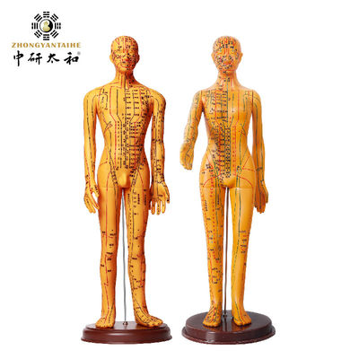 รูปแบบการฉีดฉีดด้วยข้อยืดหยุ่น เพื่อเรียนรู้โครงสร้างร่างกาย